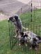 Austrailian Blue Heeler Puppies for sale in Akron, OH, USA. price: $500