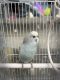 Australasian Gannet Birds for sale in Denver, CO, USA. price: NA