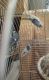 Australasian Gannet Birds