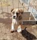 Australian Bulldog Puppies for sale in Llano, TX 78643, USA. price: NA