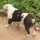 Australian Bulldog Puppies for sale in Townsville, Queensland. price: $500