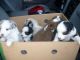 Australian Bulldog Puppies for sale in Atlanta, GA, USA. price: NA