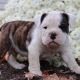 Australian Bulldog Puppies for sale in Canton, OH, USA. price: NA