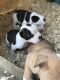 Australian Bulldog Puppies for sale in Decker, MI 48426, USA. price: NA