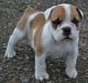 Australian Bulldog Puppies for sale in Arlington, TX, USA. price: NA