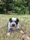 Australian Cattle Dog Puppies for sale in Greencastle, PA 17225, USA. price: $700