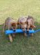 Australian Cattle Dog Puppies for sale in Cadillac, MI 49601, USA. price: $200