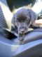 Australian Cattle Dog Puppies for sale in San Jose, CA, USA. price: NA