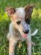 Australian Cattle Dog Puppies for sale in North Richland Hills, TX, USA. price: NA