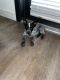 Australian Cattle Dog Puppies for sale in Spring, TX 77380, USA. price: $400