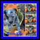 Australian Cattle Dog Puppies for sale in Backus, MN 56435, USA. price: $500