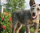 Australian Cattle Dog Puppies for sale in Albany, NY, USA. price: NA