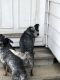 Australian Cattle Dog Puppies for sale in Cleveland, OH, USA. price: NA