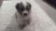 Australian Cattle Dog Puppies for sale in Mountain Home, ID 83647, USA. price: $600