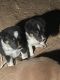 Australian Cattle Dog Puppies for sale in Seguin, TX 78155, USA. price: $75