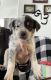 Australian Cattle Dog Puppies for sale in Yakima, WA, USA. price: $150