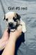 Australian Cattle Dog Puppies for sale in Peoria, IL, USA. price: $250