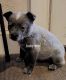 Australian Cattle Dog Puppies for sale in Bethel Springs, TN 38315, USA. price: $300
