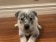 Australian Cattle Dog Puppies for sale in Mesa, AZ, USA. price: $550