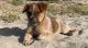 Australian Cattle Dog Puppies for sale in Imperial Beach, CA, USA. price: $160