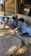 Australian Cattle Dog Puppies for sale in Gordonsville, TN 38563, USA. price: $425