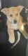 Australian Cattle Dog Puppies for sale in Lemon Grove, CA, USA. price: $600
