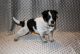 Australian Cattle Dog Puppies for sale in Chilton, WI 53014, USA. price: $400