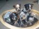 Australian Cattle Dog Puppies for sale in Bryant, IN 47326, USA. price: $300