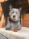 Australian Cattle Dog Puppies for sale in Bellingham, WA, USA. price: $650