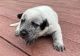 Australian Cattle Dog Puppies for sale in East Brunswick, NJ, USA. price: $500