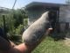 Australian Cattle Dog Puppies for sale in Sebring, FL, USA. price: $450