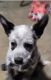 Australian Cattle Dog Puppies for sale in Hesperia, CA 92345, USA. price: NA