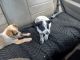 Australian Cattle Dog Puppies for sale in Carson, CA, USA. price: NA