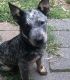 Australian Cattle Dog Puppies for sale in 4521 Atkins St, North Little Rock, AR 72117, USA. price: NA