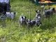 Australian Cattle Dog Puppies for sale in Veneta, OR 97487, USA. price: NA