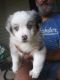 Australian Cattle Dog Puppies for sale in Greenview, IL 62642, USA. price: NA