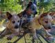 Australian Cattle Dog Puppies for sale in Agua Dulce, CA 91390, USA. price: NA