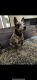 Australian Cattle Dog Puppies for sale in Orange Park, FL 32073, USA. price: $500