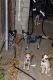 Australian Cattle Dog Puppies for sale in San Bernardino, CA 92405, USA. price: $500