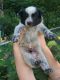 Australian Cattle Dog Puppies for sale in Manassas, VA, USA. price: $300