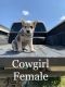 Australian Cattle Dog Puppies for sale in Garretson, SD 57030, USA. price: NA