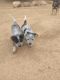 Australian Cattle Dog Puppies for sale in Dewey-Humboldt, AZ, USA. price: $350