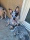 Australian Cattle Dog Puppies for sale in 14072 Yearling Ln, Victorville, CA 92394, USA. price: NA