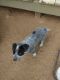 Australian Cattle Dog Puppies for sale in Dewey-Humboldt, AZ, USA. price: $300