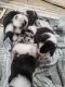 Australian Cattle Dog Puppies for sale in Rutledge, TN 37861, USA. price: $400,700
