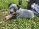 Australian Cattle Dog Puppies for sale in 2735 E Georgia Rd, Simpsonville, SC 29681, USA. price: $1,000