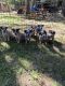 Australian Cattle Dog Puppies