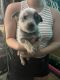 Australian Cattle Dog Puppies for sale in Portsmouth, RI, USA. price: NA