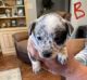 Australian Cattle Dog Puppies for sale in Grandview, TX 76050, USA. price: NA