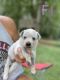 Australian Cattle Dog Puppies for sale in Albemarle, NC, USA. price: $500